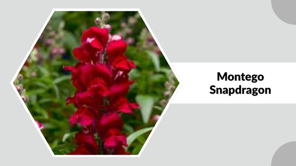 Montego Snapdragon