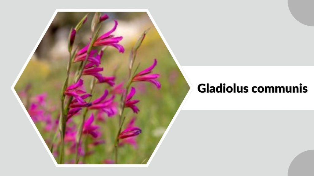 Gladiolus communis