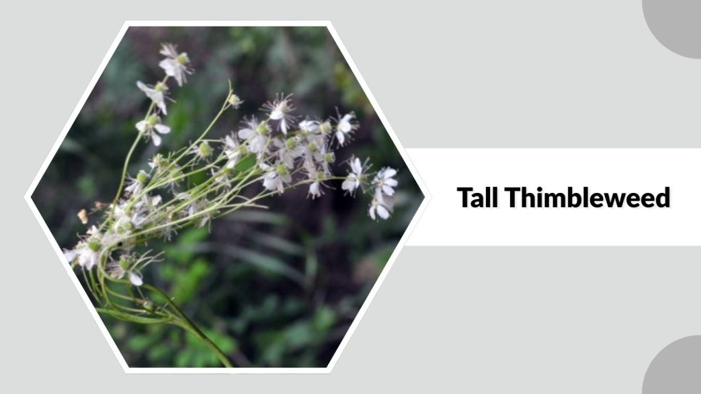 Tall Thimbleweed