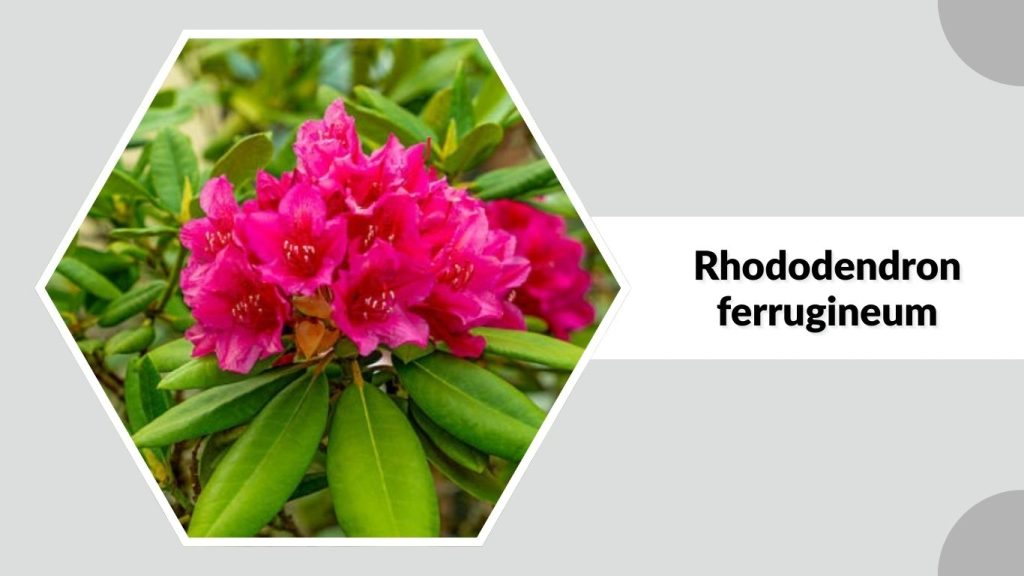 Rhododendron ferrugineum