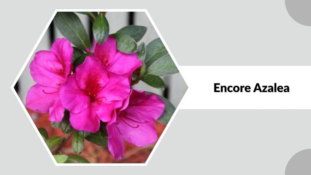 Encore Azalea
