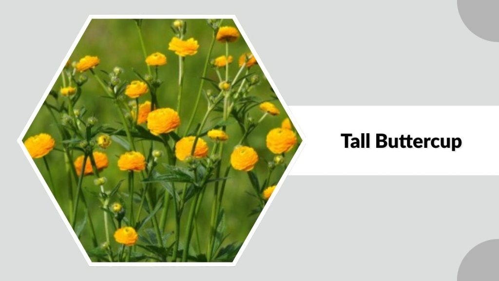 Tall Buttercup