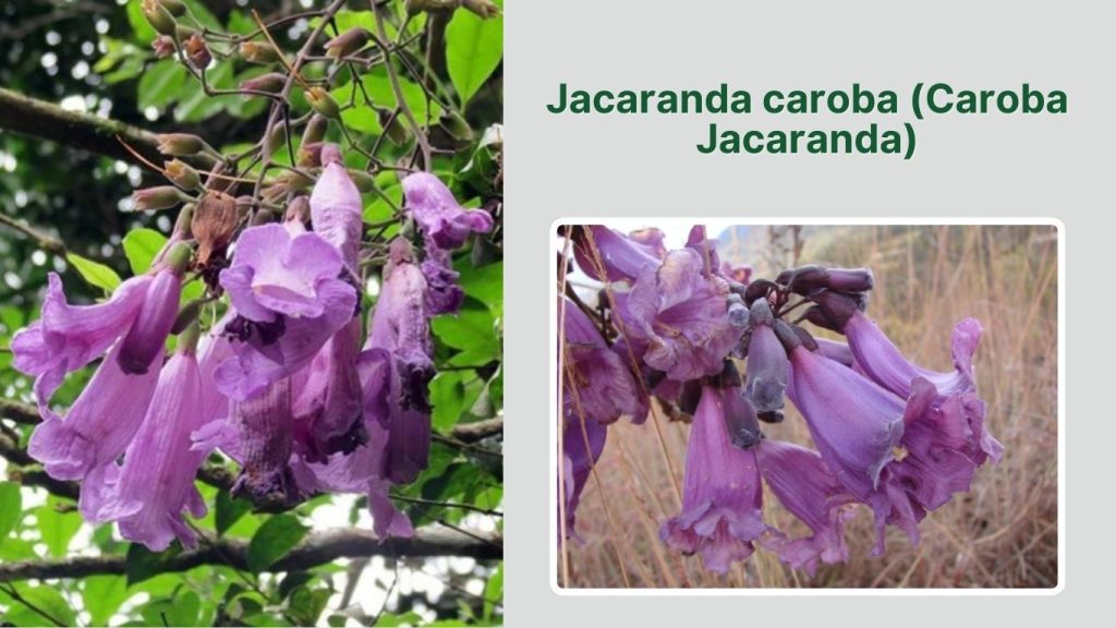 Jacaranda caroba (Caroba Jacaranda)