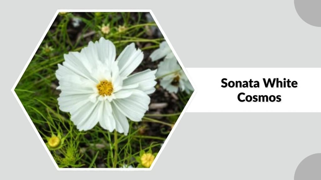 Sonata White Cosmos
