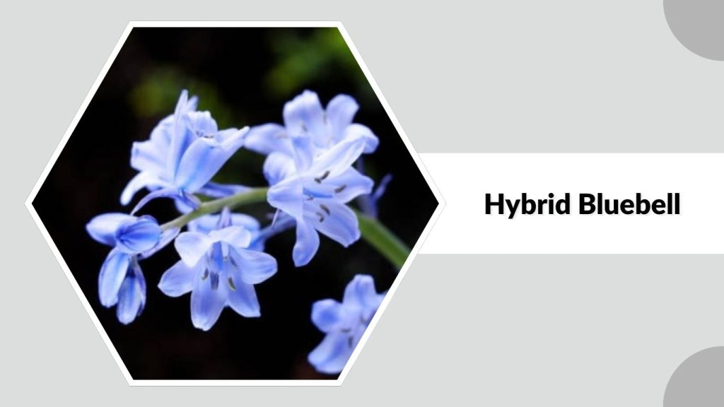 Hybrid Bluebell