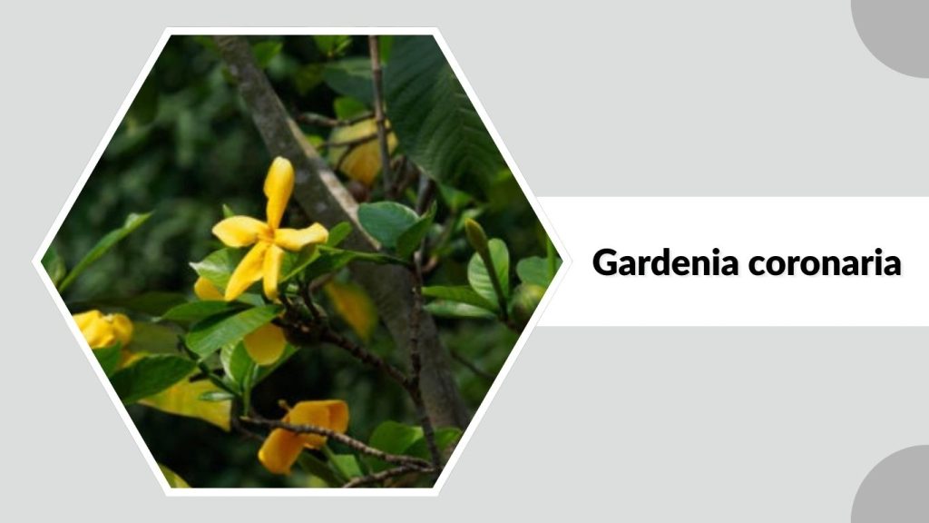 Gardenia coronaria