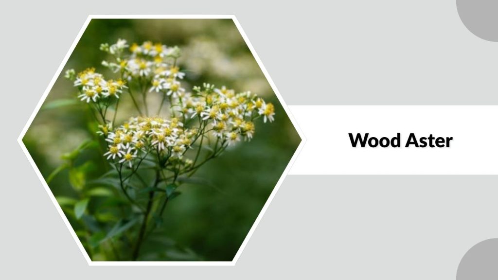 Wood Aster