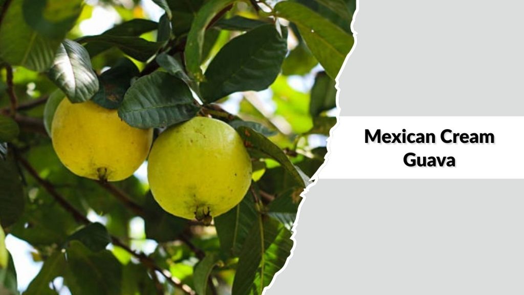 Mexican Cream Guava
