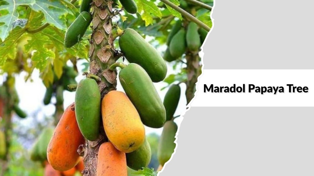 Maradol Papaya Tree