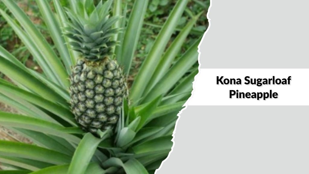 Kona Sugarloaf Pineapple