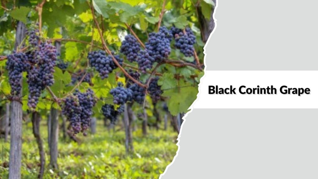 Black Corinth Grape