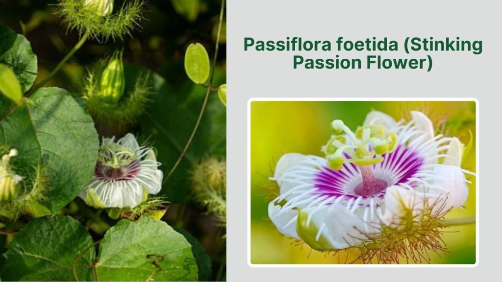 Passiflora foetida (Stinking Passion Flower)