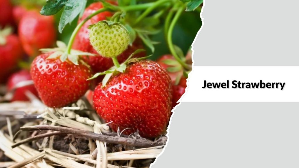 Jewel Strawberry