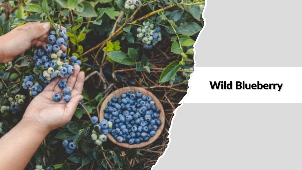Wild Blueberry