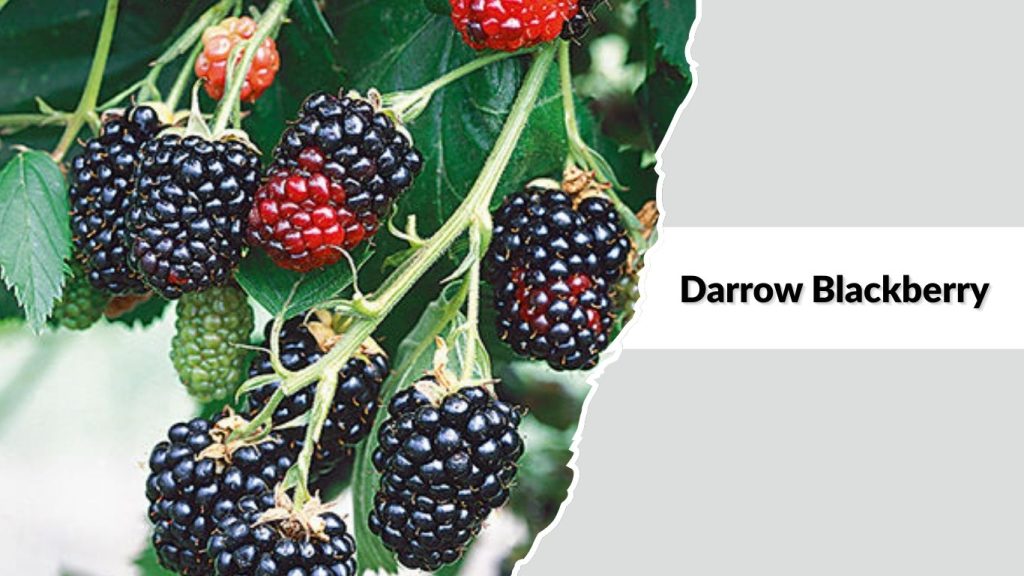 Darrow Blackberry