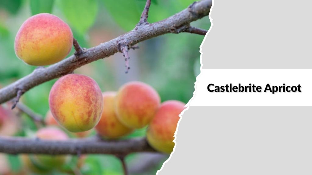 Castlebrite Apricot