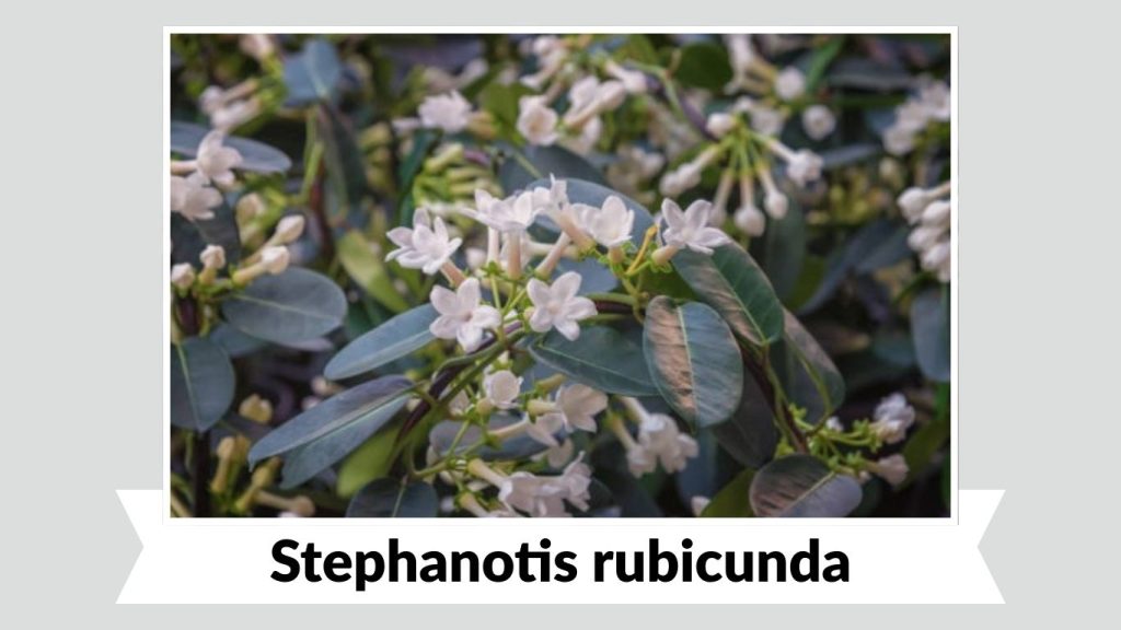 Stephanotis rubicunda