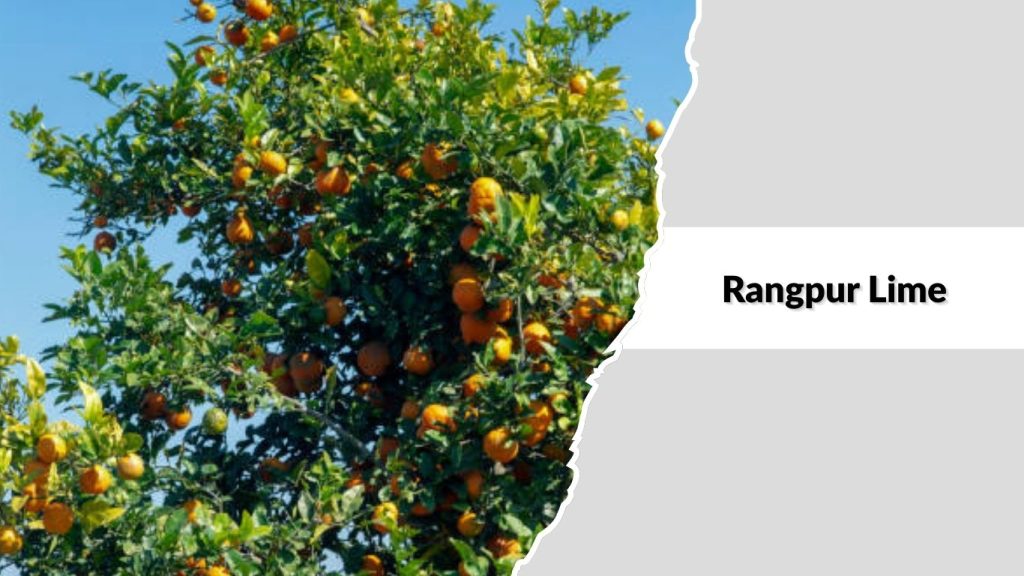 Rangpur Lime 