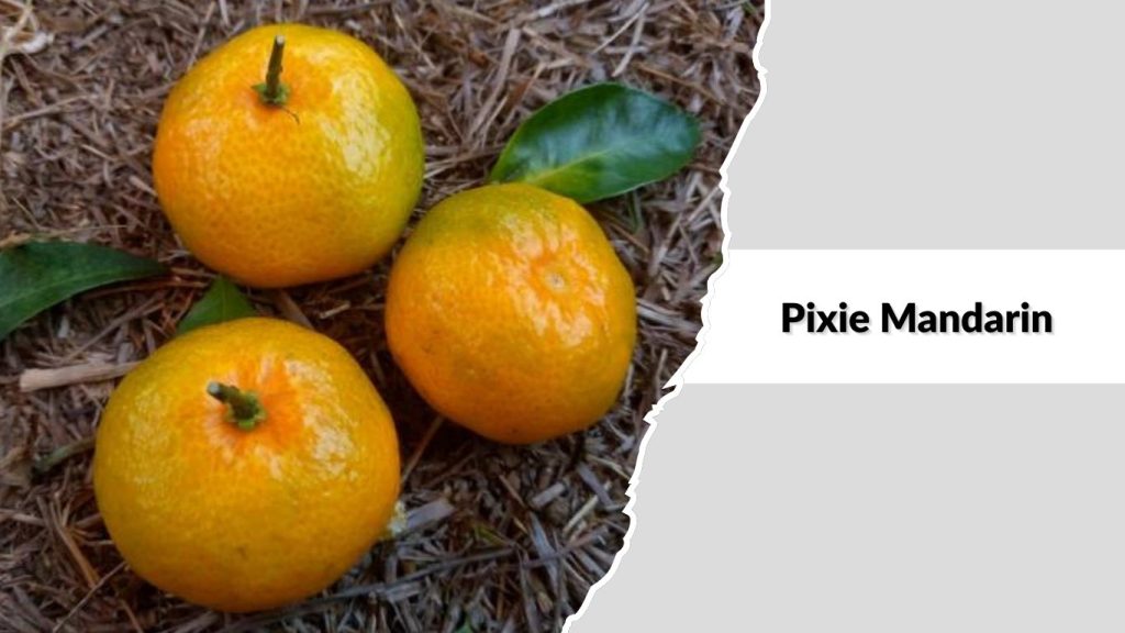  Pixie Mandarin
