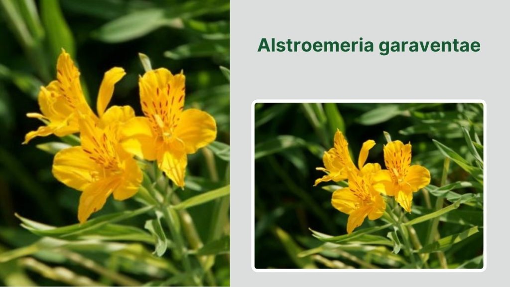 Alstroemeria garaventae