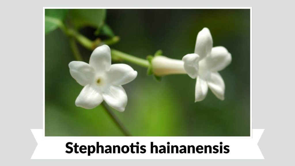 Stephanotis hainanensis