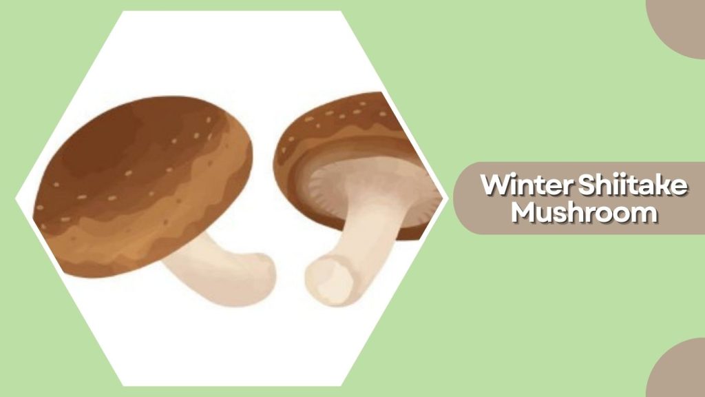 Winter Shiitake Mushroom