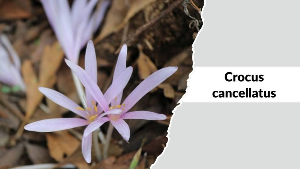 Crocus cancellatus