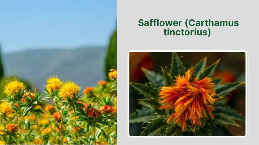  Safflower (Carthamus tinctorius)