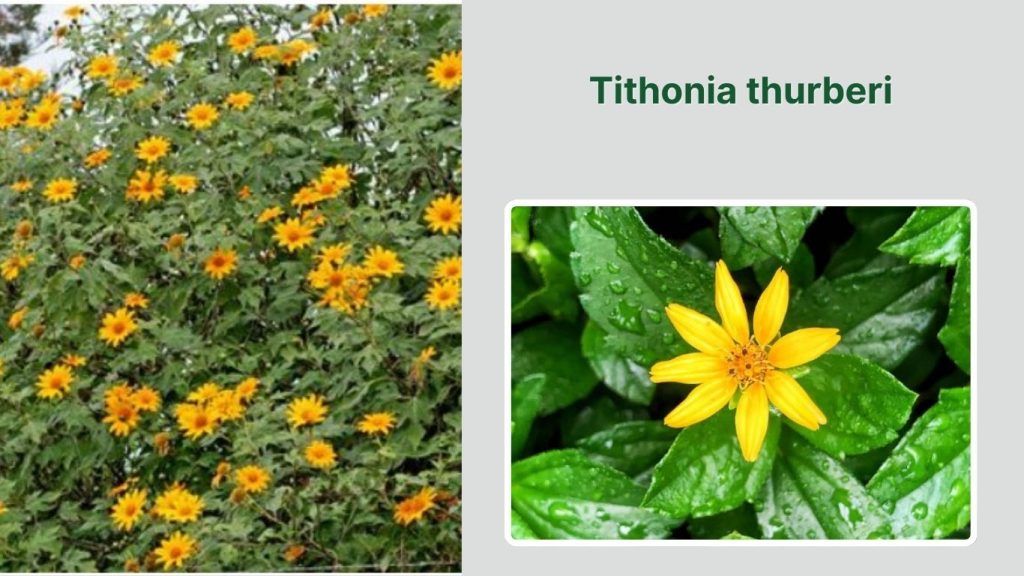 Tithonia thurberi