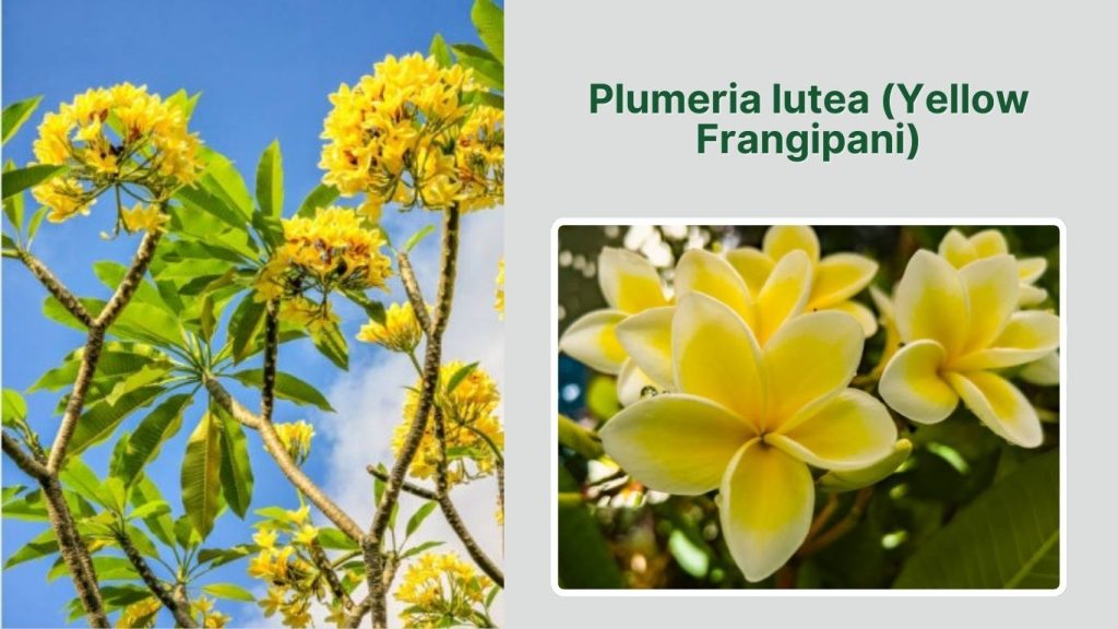 Plumeria lutea (Yellow Frangipani)