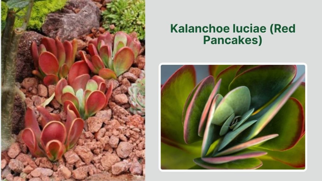 Kalanchoe luciae (Red Pancakes)