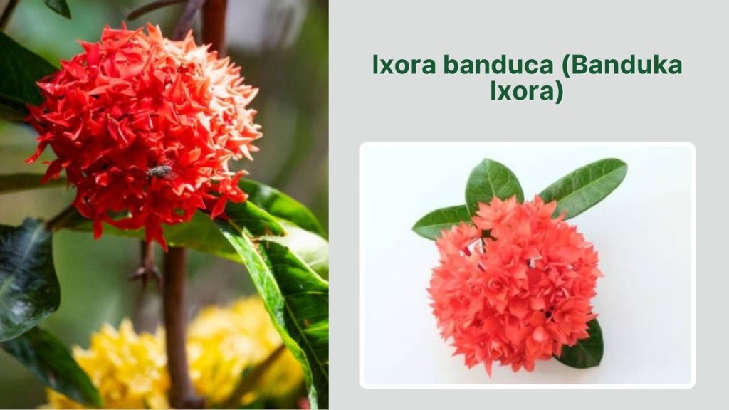 Ixora banduca (Banduka Ixora)