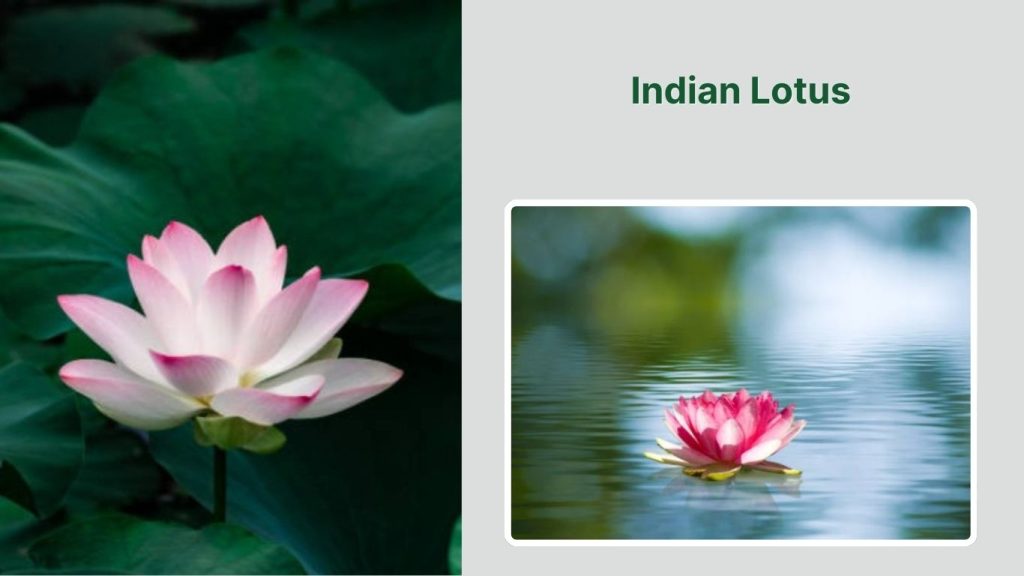  Indian Lotus