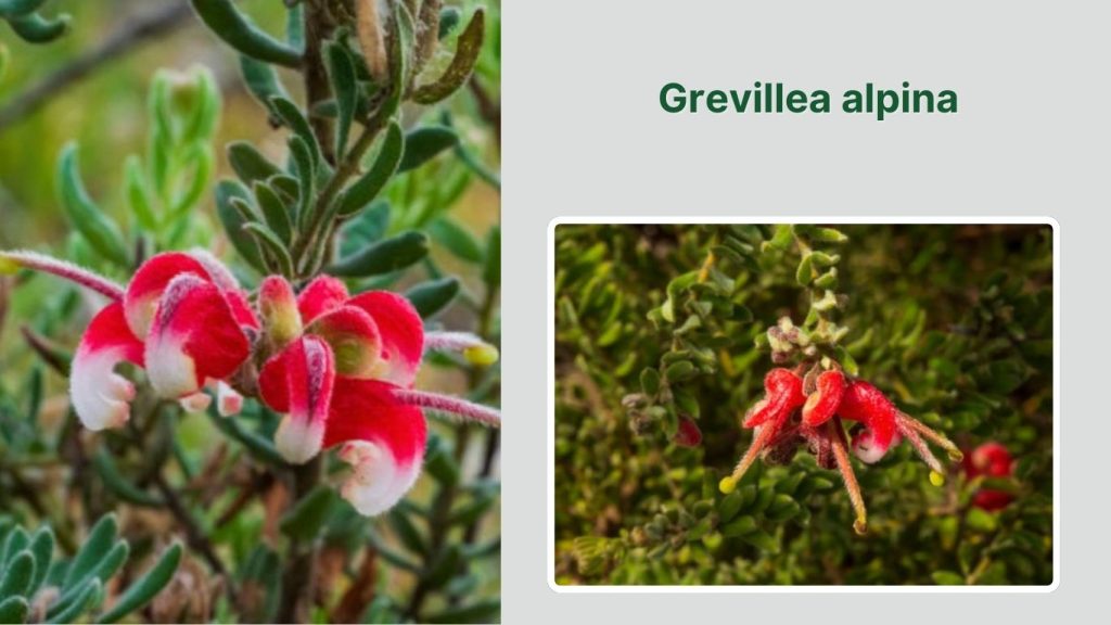 Grevillea alpina