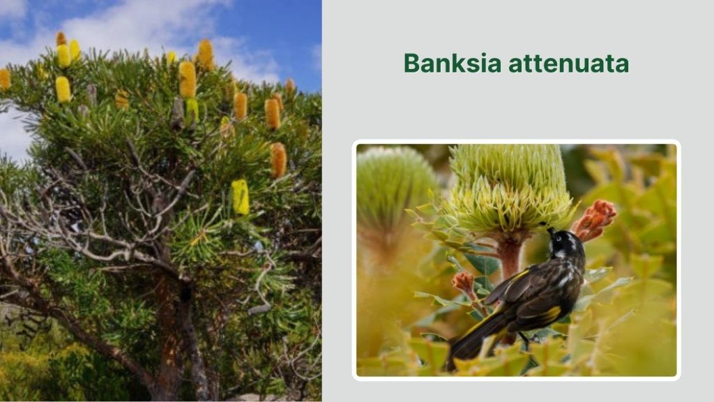 Banksia attenuata
