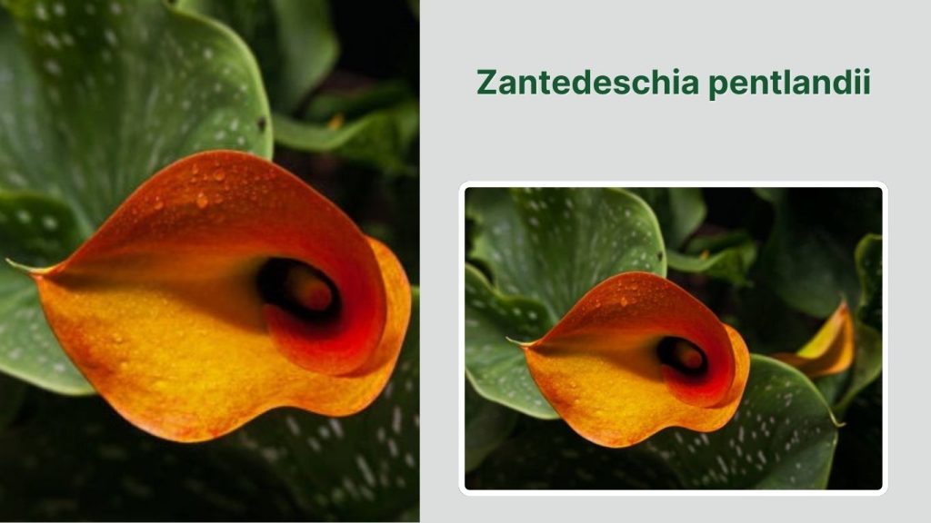 Zantedeschia pentlandii