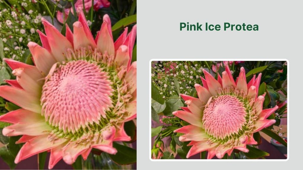 Pink Ice Protea