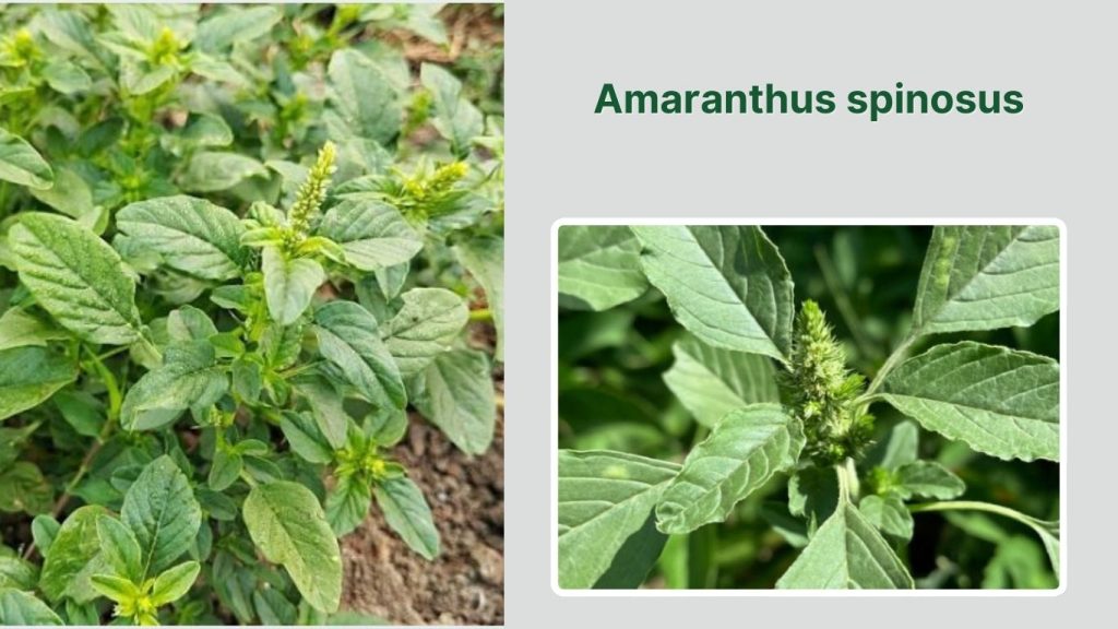 Amaranthus spinosus