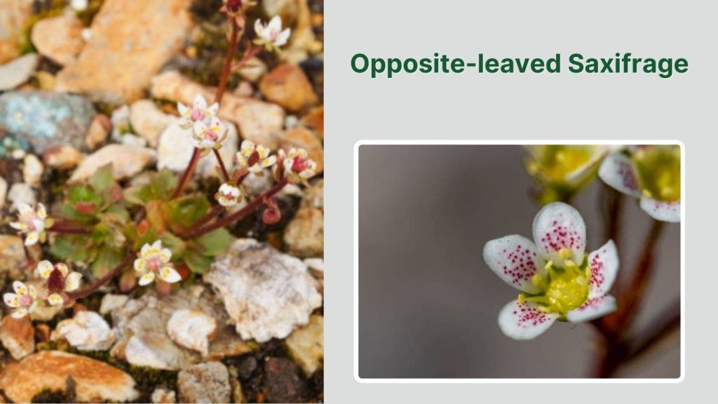 Opposite-leaved Saxifrage