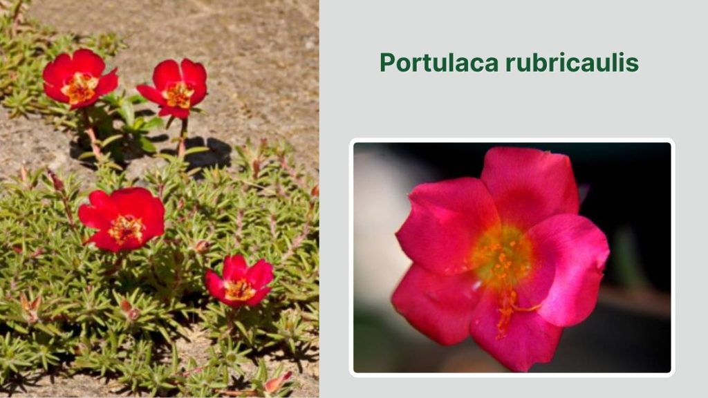 Portulaca rubricaulis