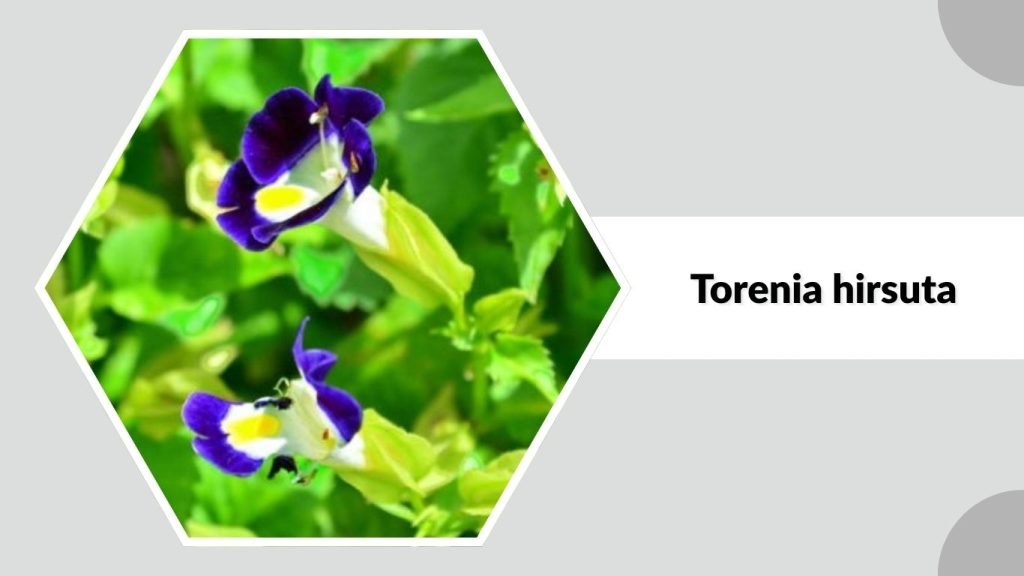 Torenia hirsuta
