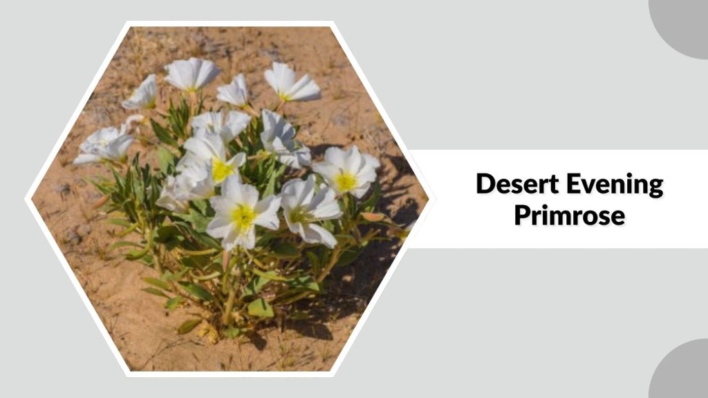 Desert Evening Primrose