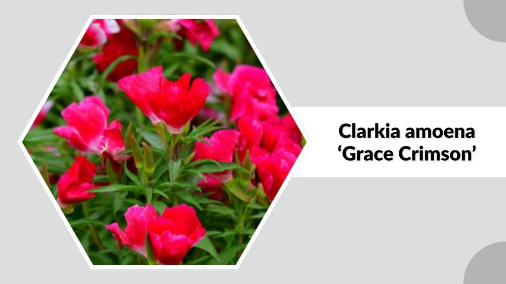  Clarkia amoena ‘Grace Crimson’
