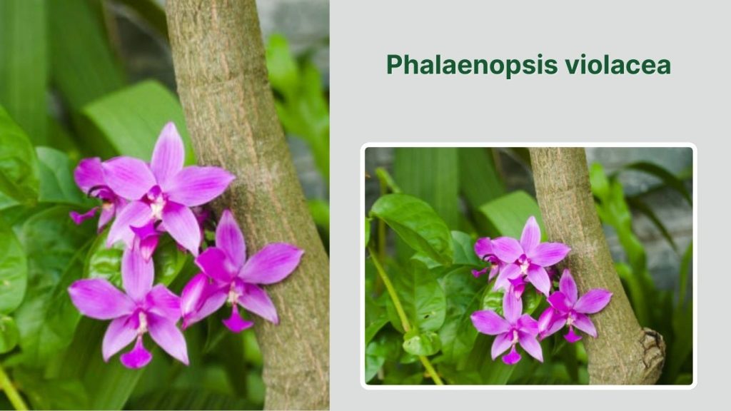 Phalaenopsis violacea