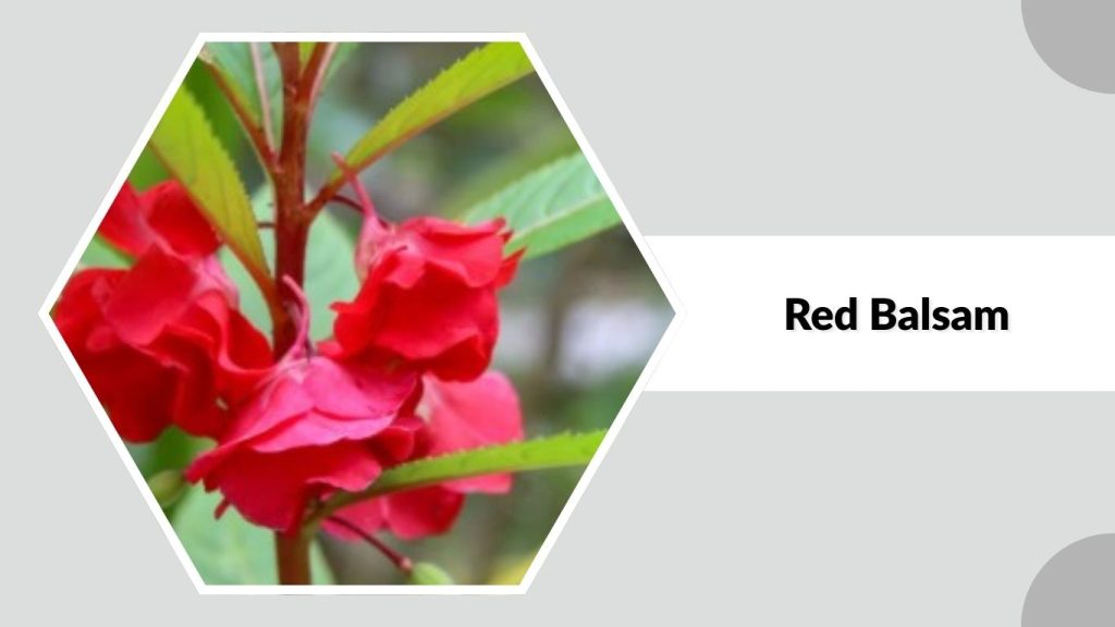 Red Balsam