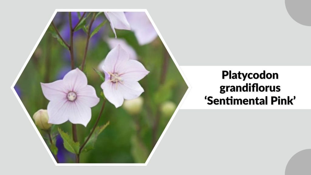  Platycodon grandiflorus ‘Sentimental Pink’