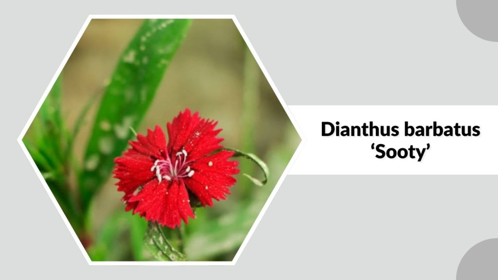 Dianthus barbatus ‘Sooty’