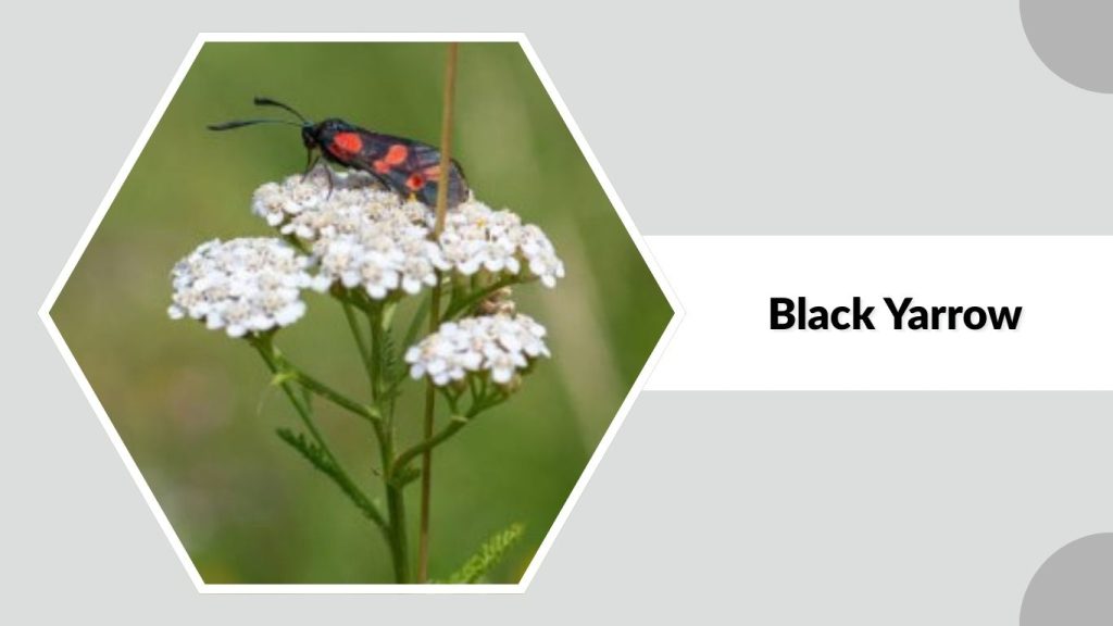 Black Yarrow