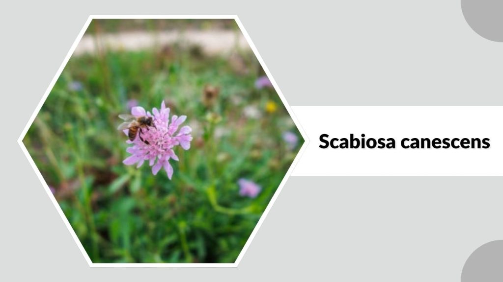 Scabiosa canescens
