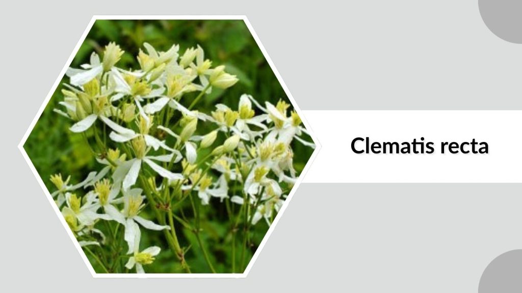Clematis recta